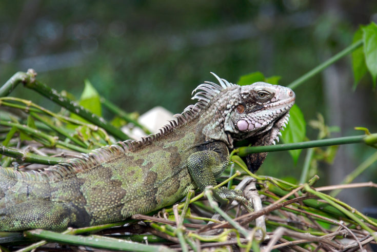 Iguana Stew Recipe