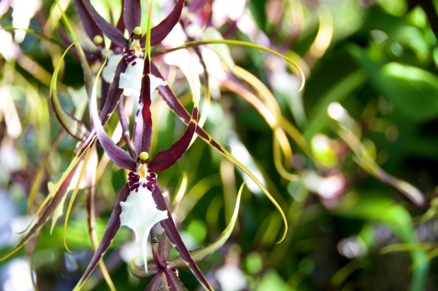 Cuban Orchid