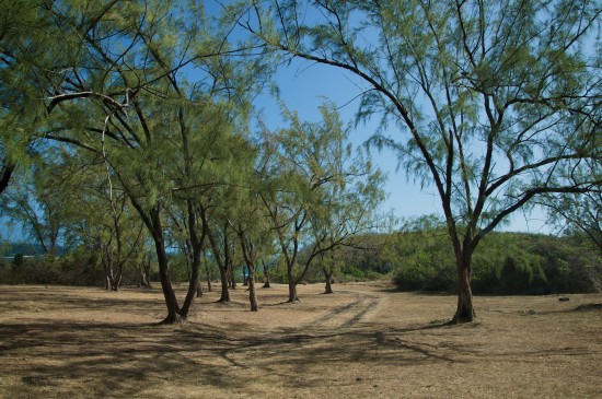 Archer Bay Trees