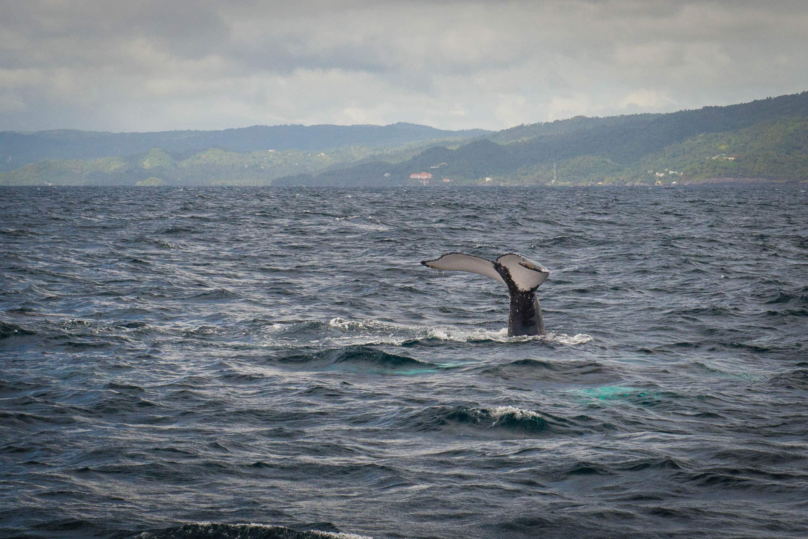 Whale Watching in Samana Bay