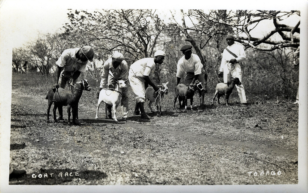 Racing goats for Easter back in the day in Tobago