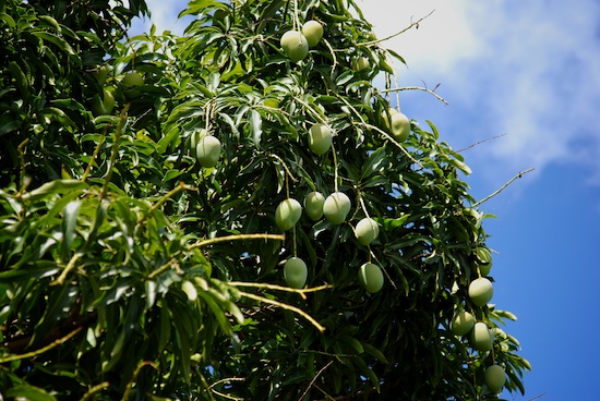 mango tree during mango season