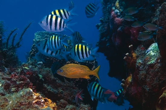 Undersea Montserrat