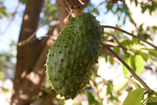 soursop