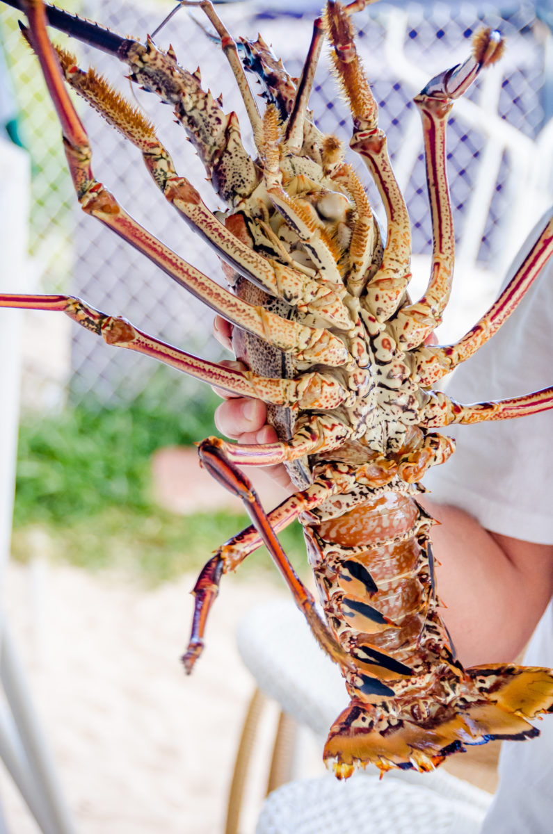 caribbean spiny lobster