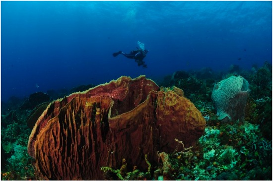 DiveTobago