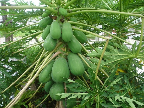 Papaya Tree