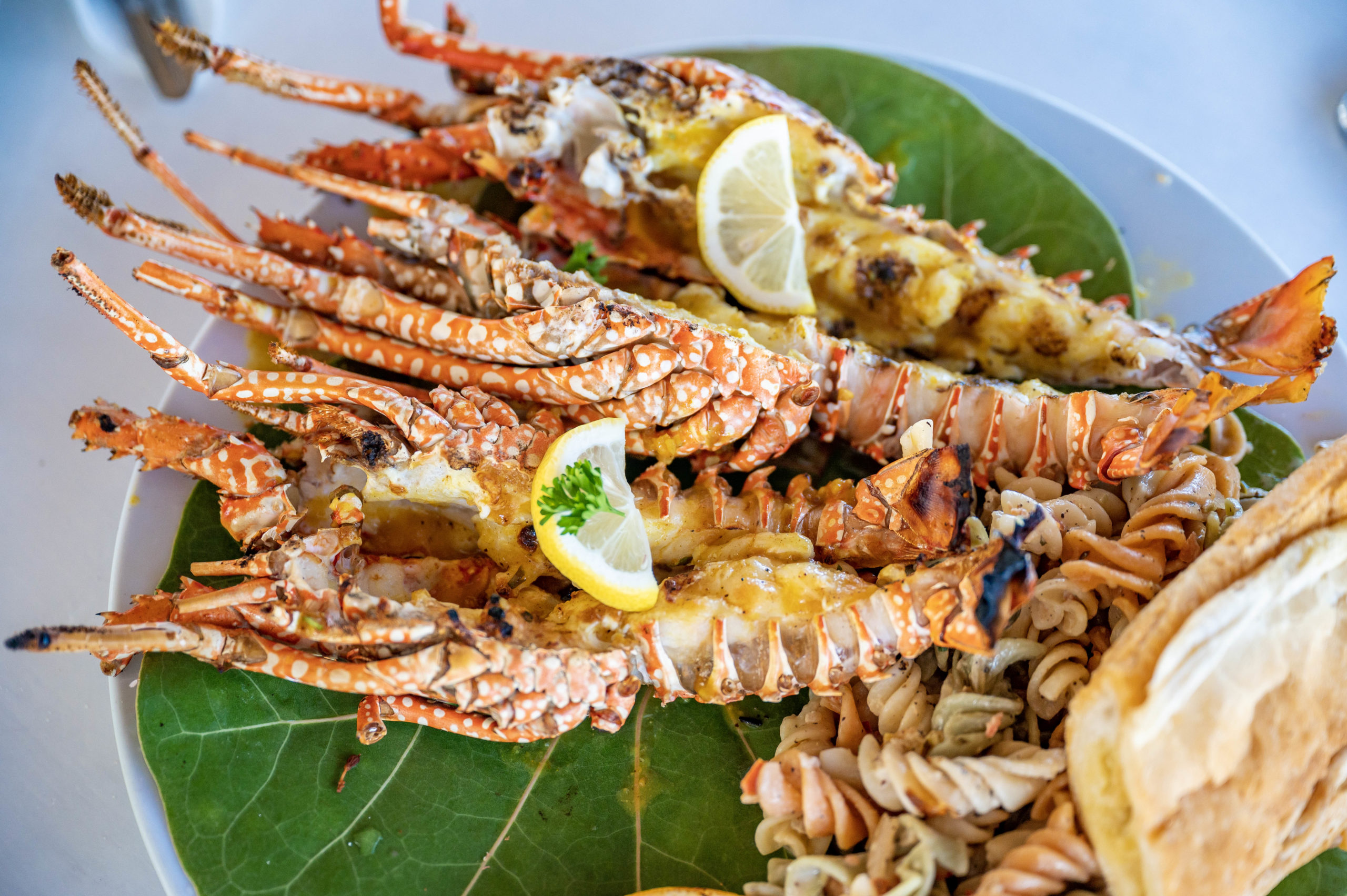 spiny caribbean lobster at Scilly Cay, Anguilla