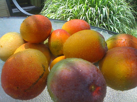 mango season spoils