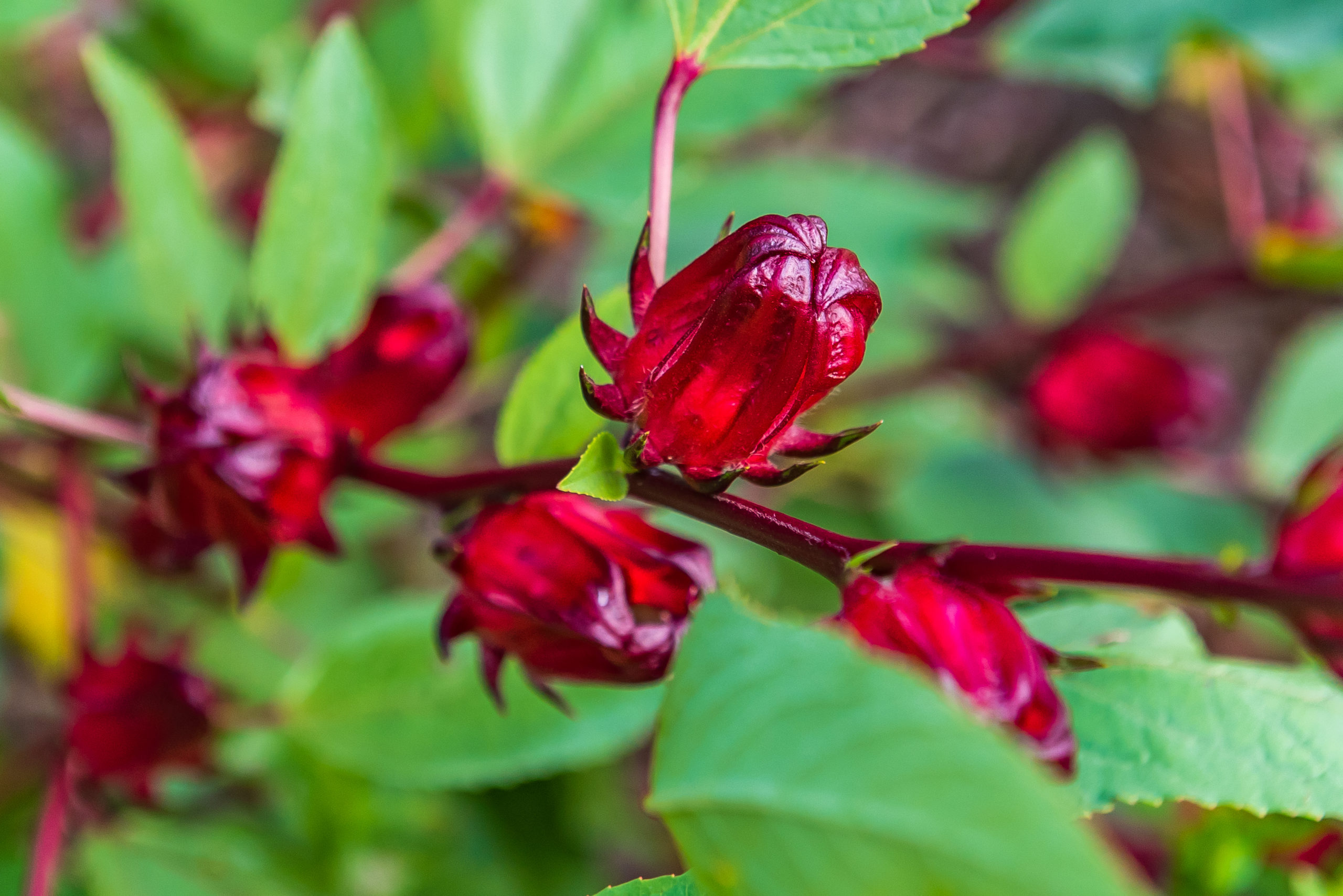 sorrel plant flower