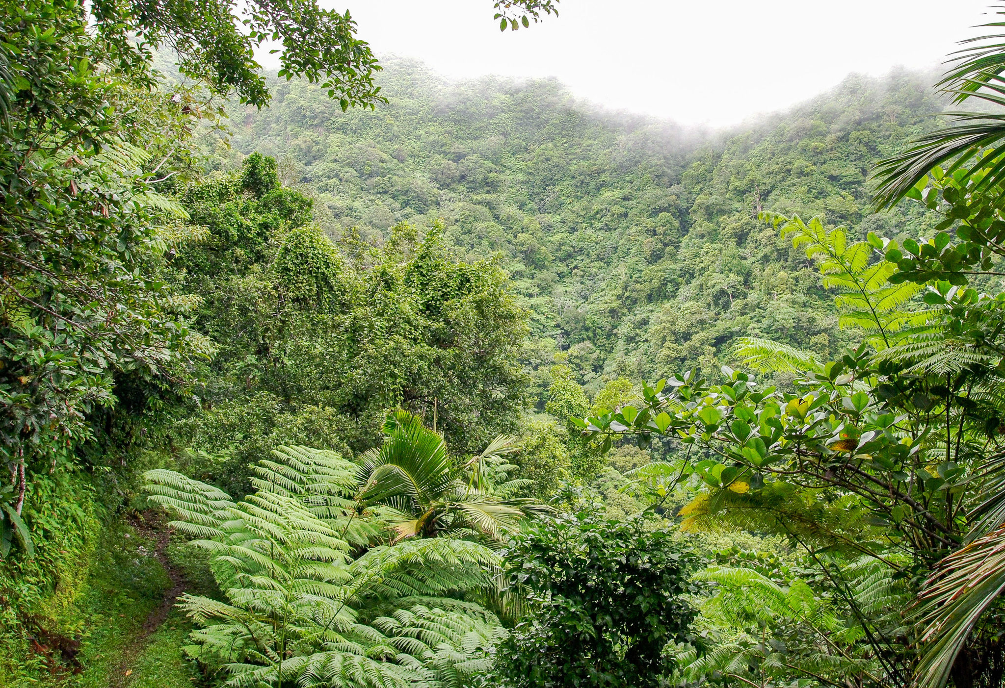 Wild Nevis Rainforest