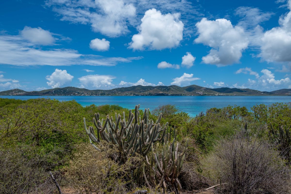 View along the Buck Island Hiking Trail