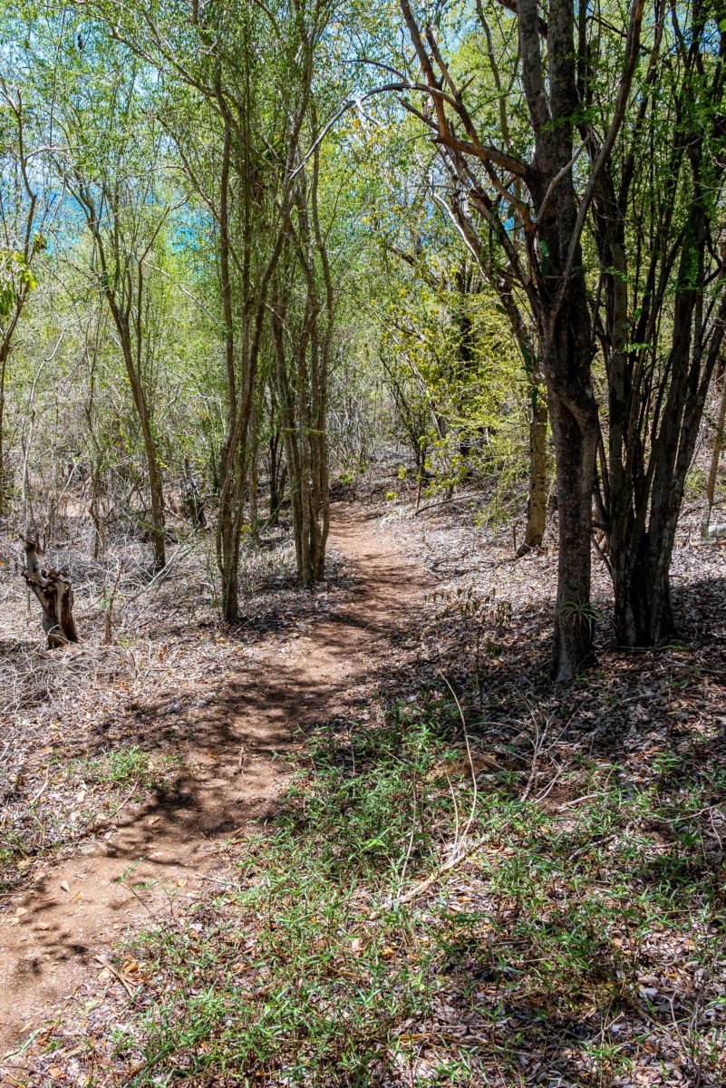 Downhill along the northern leg of the Buck Island Trail