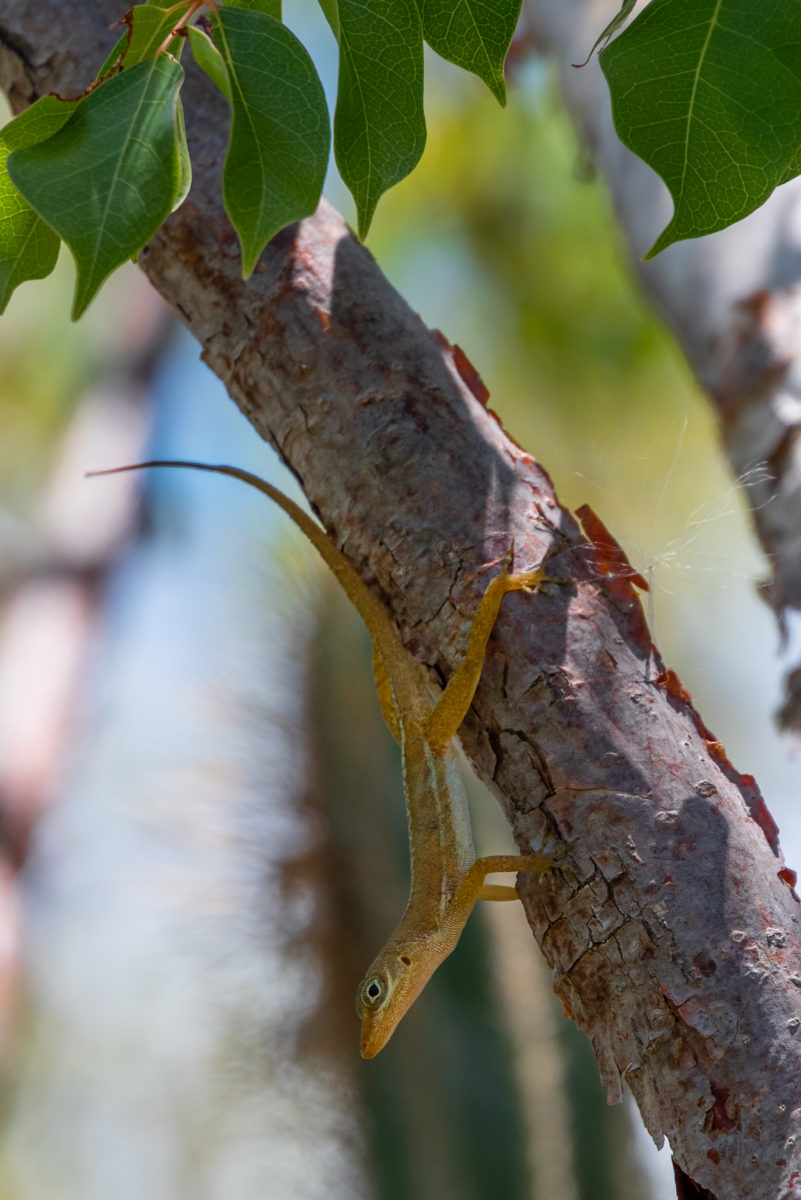 Lizard friend