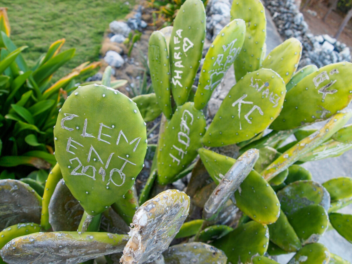North Point Barbados cactus graffiti