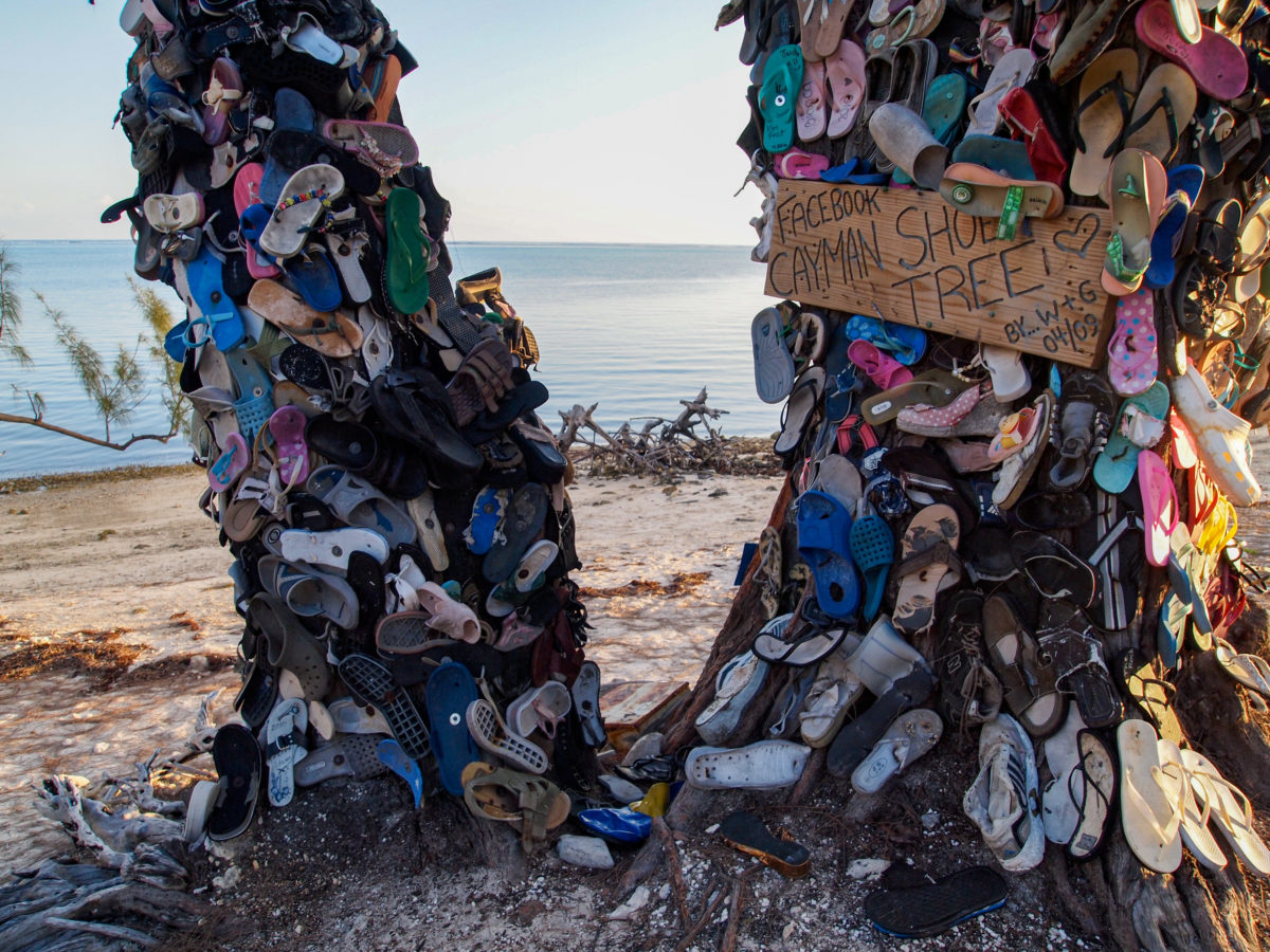 Cayman Shoe Tree circa 2011