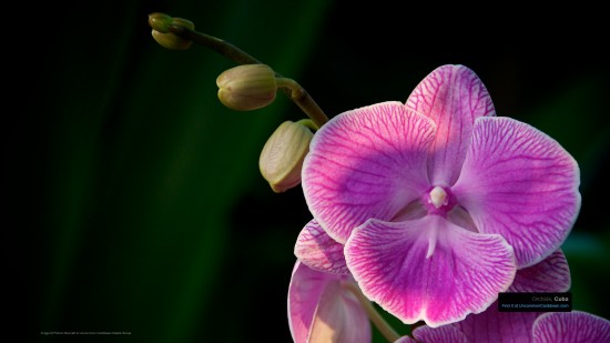 Cuba Orchids