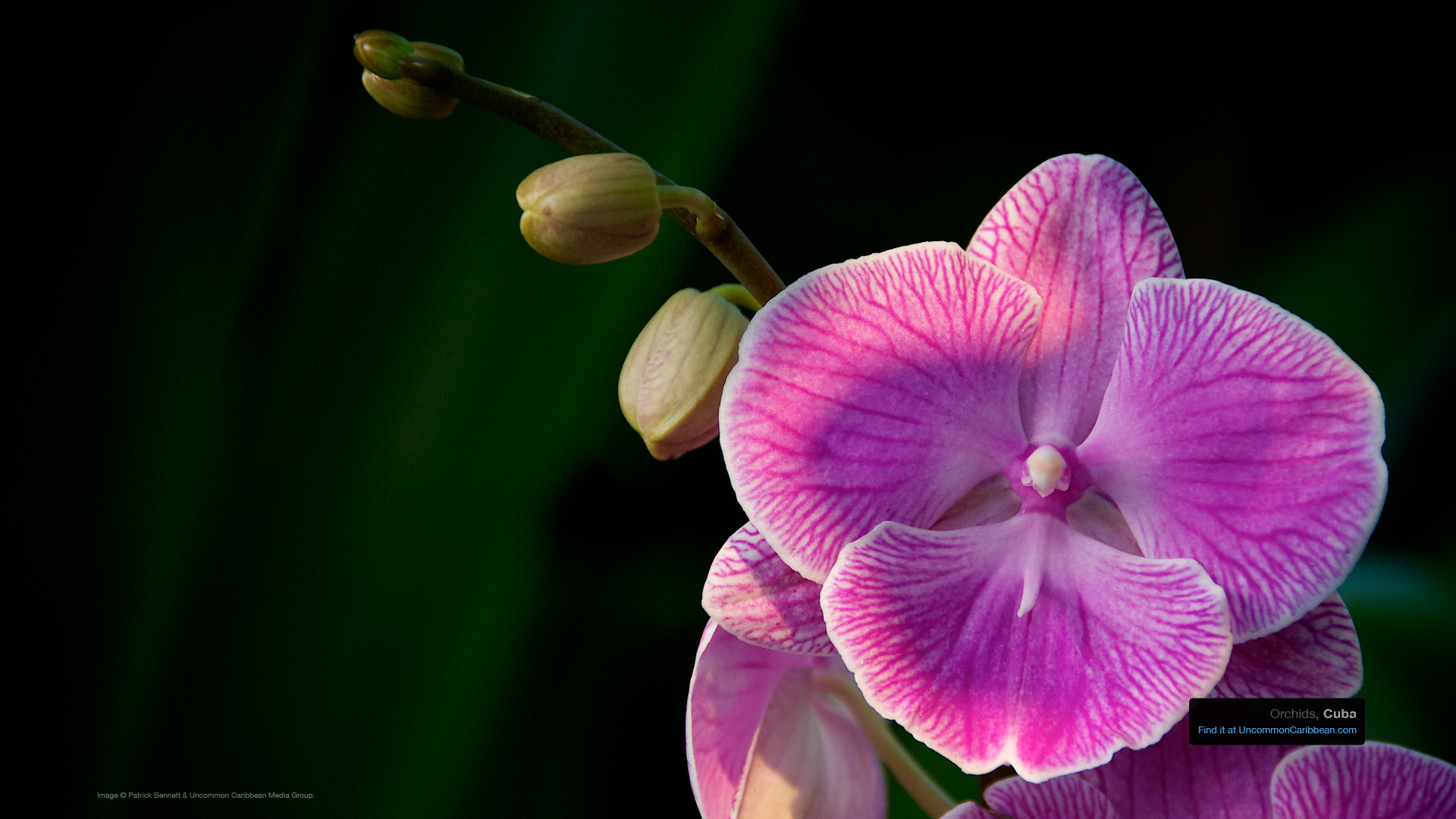 Cuba Orchids