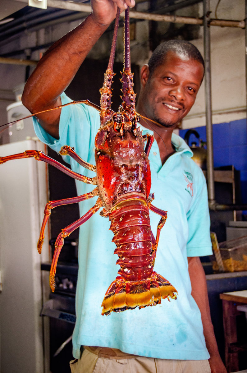 Lobster Alive - huge lobster