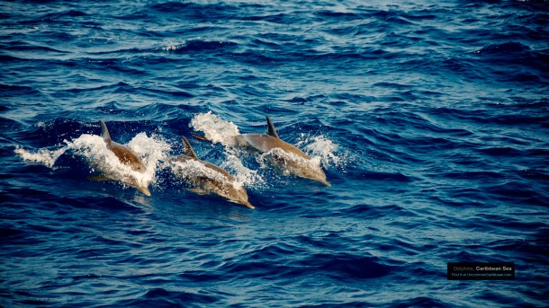 Swimming Dolphins, Caribbean Sea by Patrick Bennett