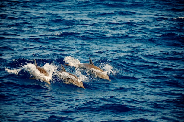Our dolphin Friends by Patrick Bennett
