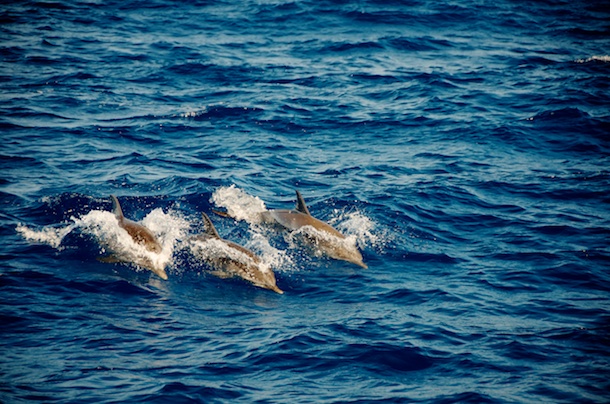 Our dolphin Friends by Patrick Bennett Our dolphin Friends by Patrick Bennett