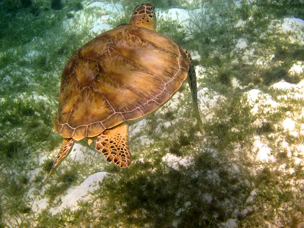 Turtles in The Tobago Cays by Patrick Bennett