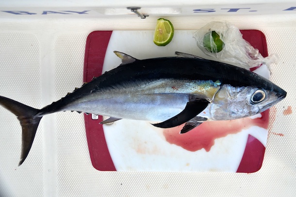 Caribbean Tuna by Patrick Bennett Caribbean Tuna by Patrick Bennett