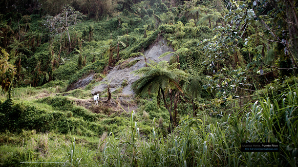 Mystical Horse, Puerto Rico