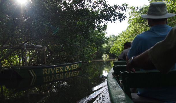 Caroni Swamp Serene Swamp