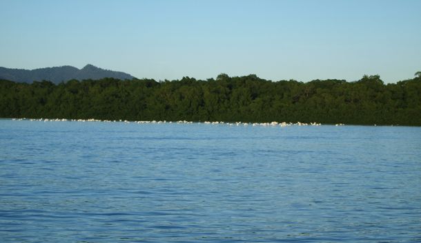 Whitecaps? Caroni Swamp