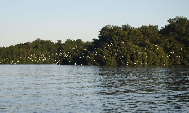 Birds!