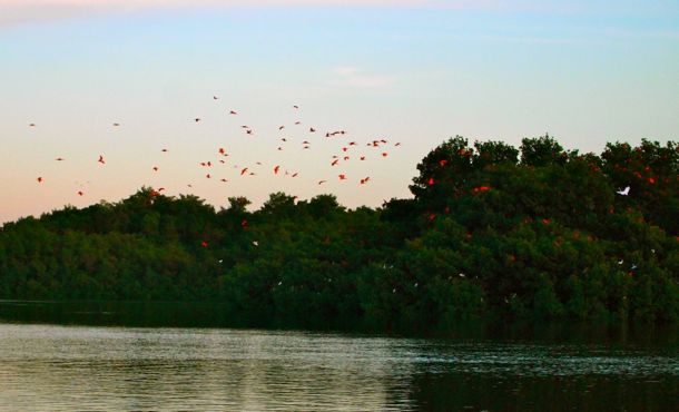 Scarlet Ibis returning home to Caroni