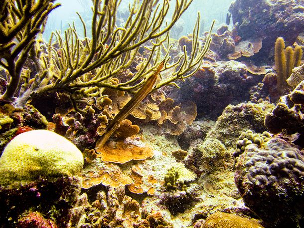 Undersea Aruba