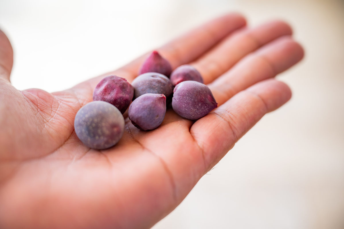 Ripe Sea Grapes