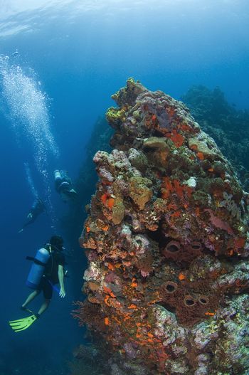 Man o' War Shoals, Saba