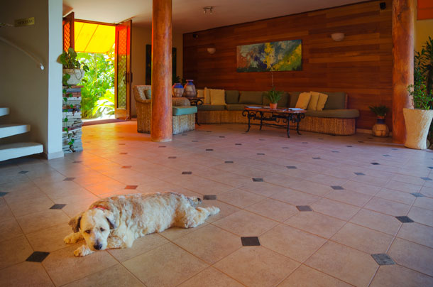 Scooby AT THE VELERO BEACH RESORT, CABARETE BY PATRICK BENNETT