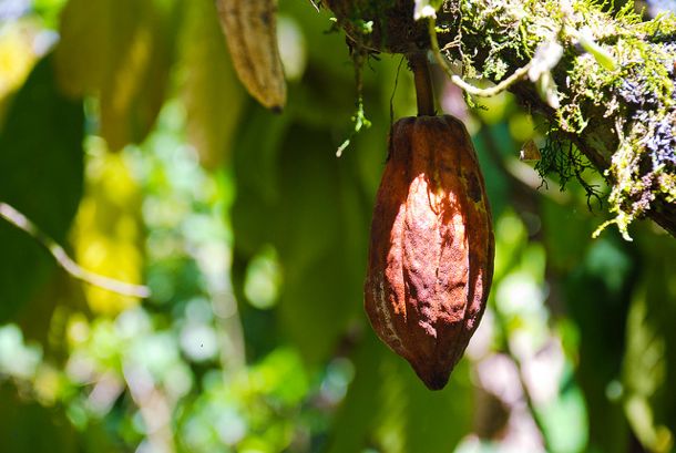 Cacao Pod