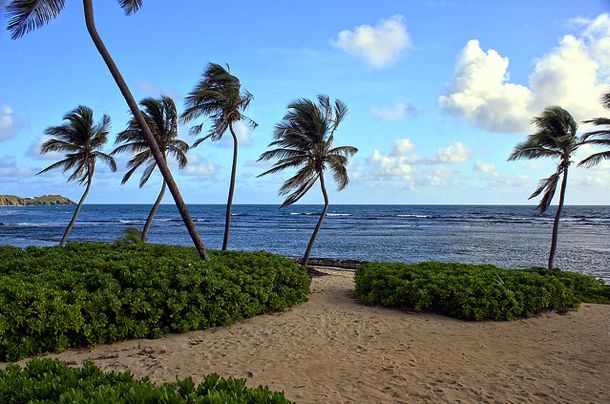 Palms