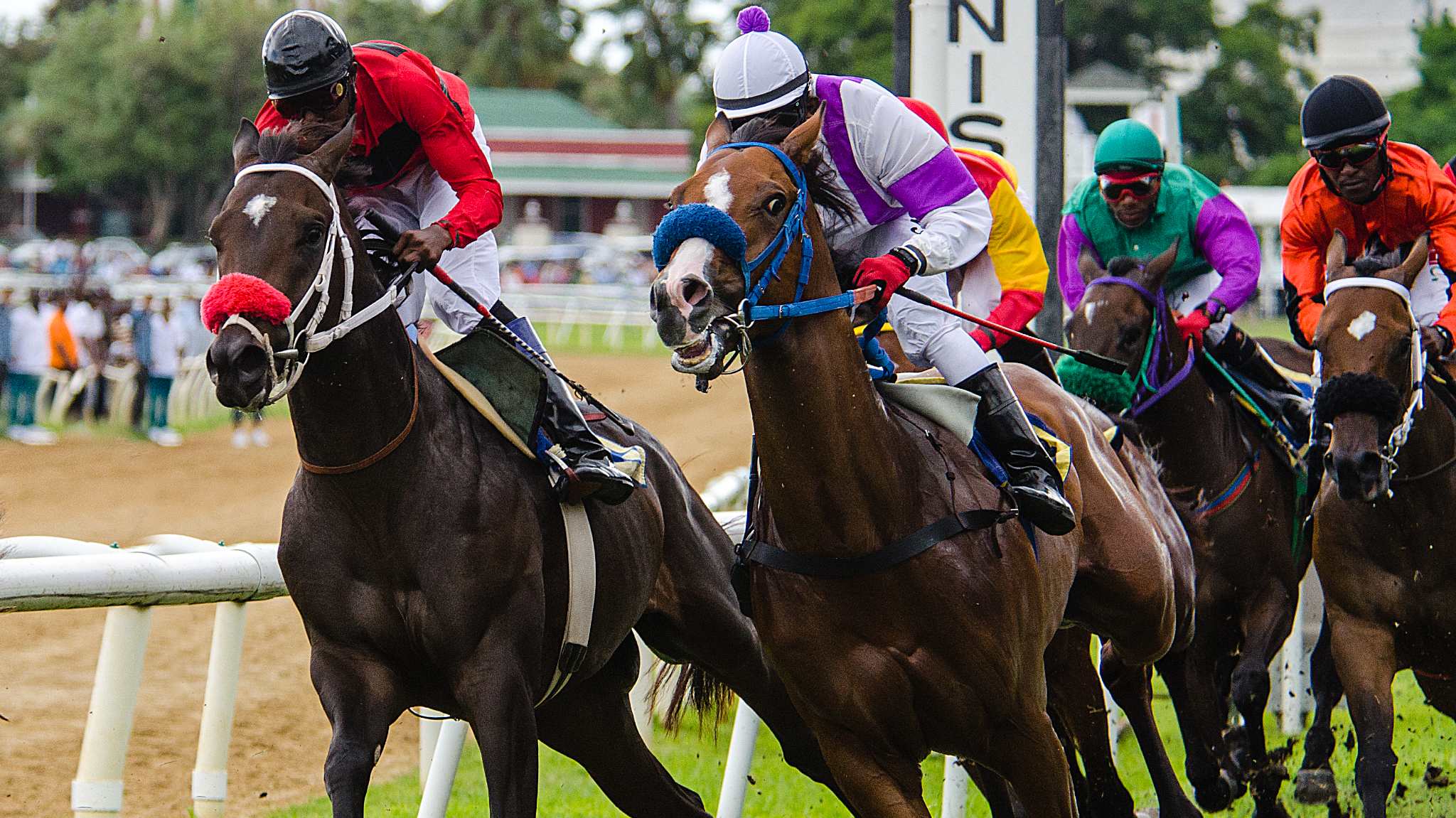 Horse Racing at the Barbados Turf Club by Patrick Bennett