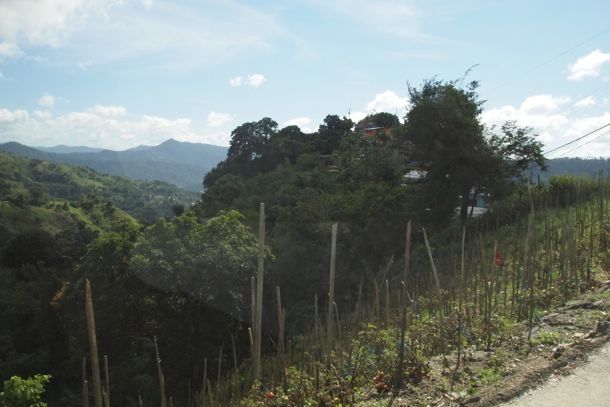 Hillside Tomato Crops in the Paramin Hills, Trinidad