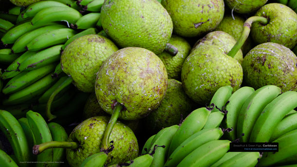 Breadfruit & Green Figs Caribbean Wallpaper by Patrick Bennett