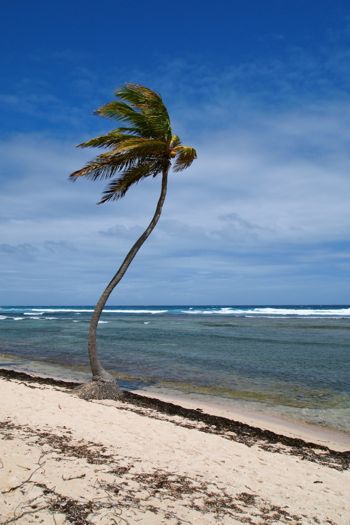 Dancing Palm at The Palms