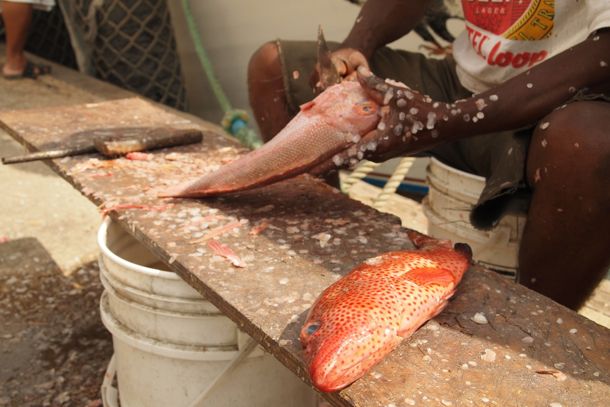 Clean and Fresh! Fish for sale at Curacao's Floating Market
