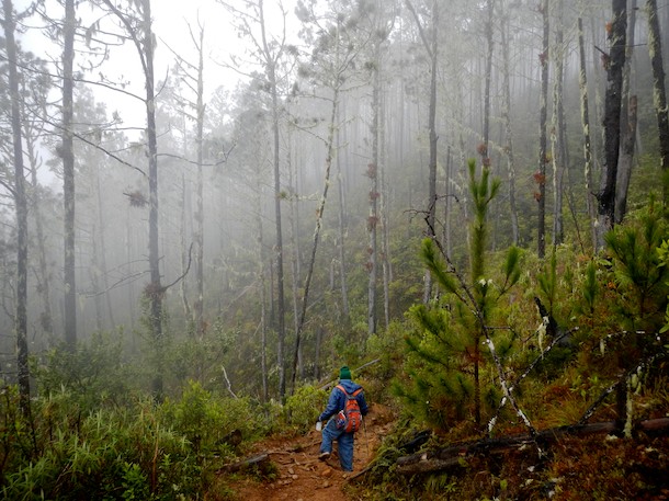 Clouds Roll In Climbing Pico Duarte by Patrick Bennett Clouds Roll In Climbing Pico Duarte by Patrick Bennett