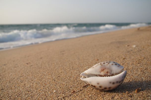 Cowrie Shells