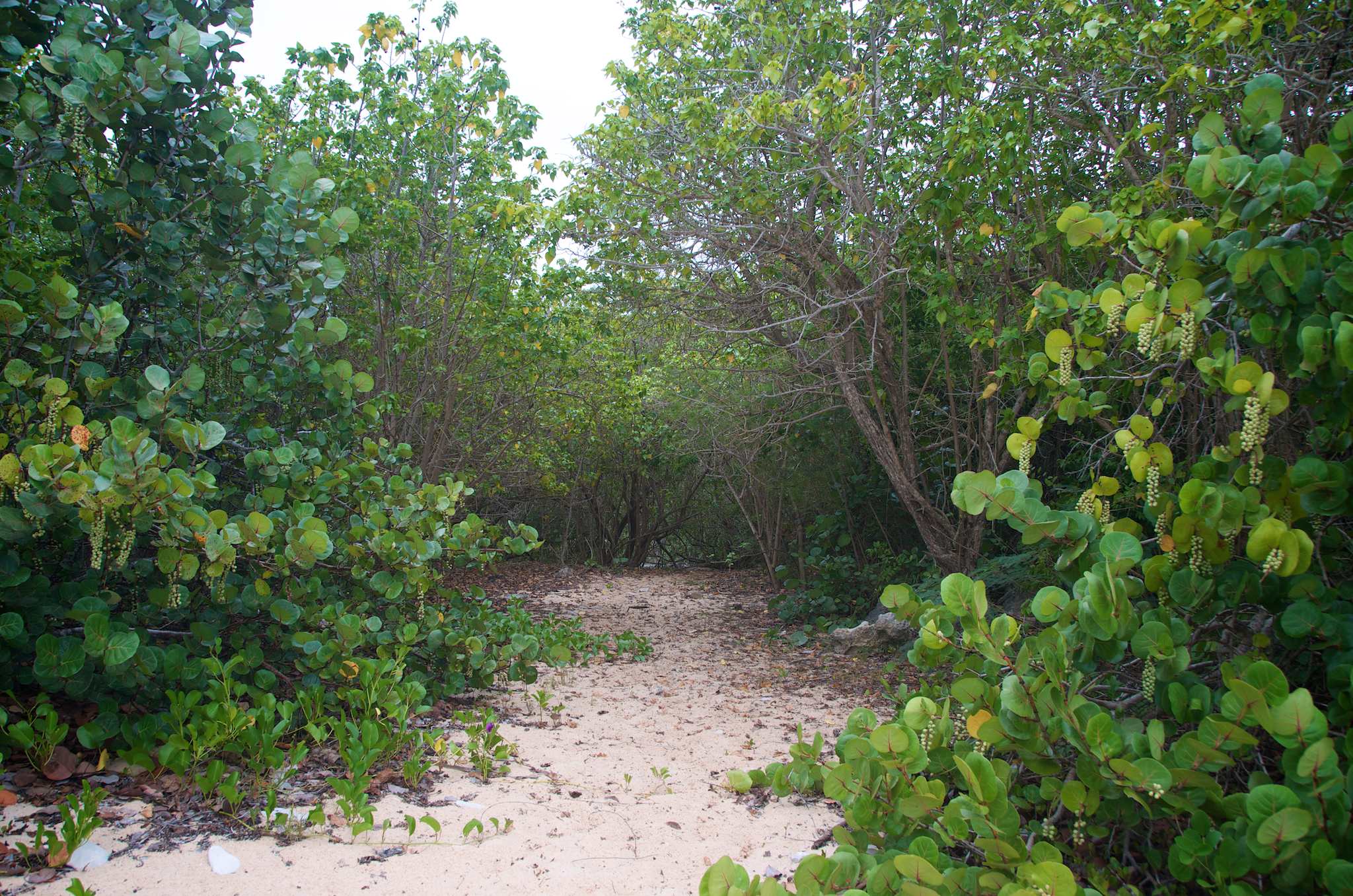 Iguana Cave, Anguilla