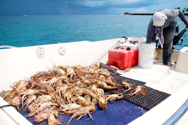 Lots-o-Lobster Lots-o-Lobster