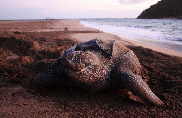 Leatherback Leatherback