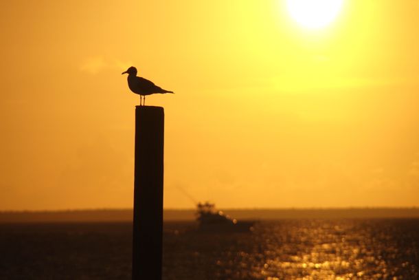 Bird, Boat, Sunset